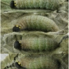 carch alceae larva5 volg19